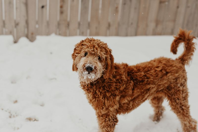 f1b goldendoodle generations