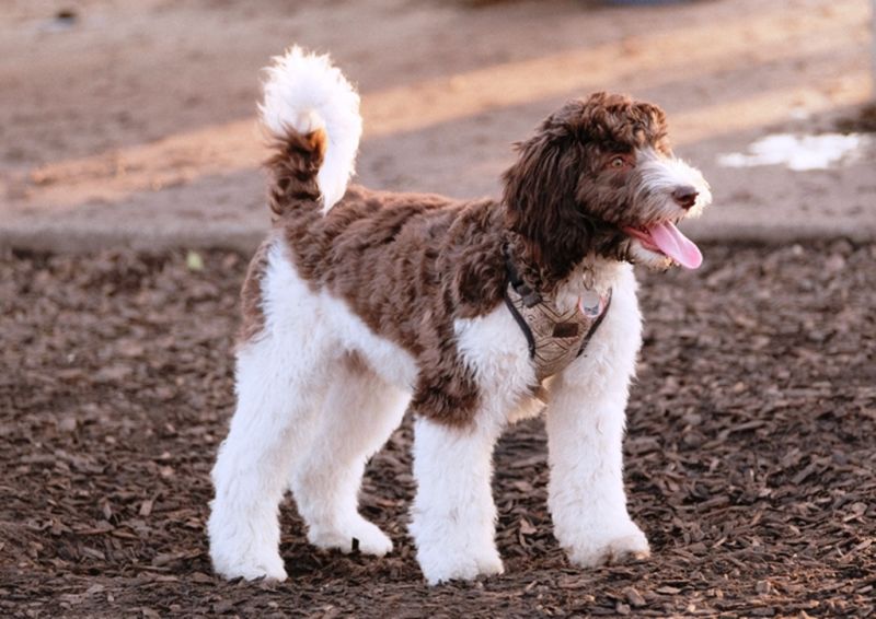 Labradoodle growth stages featured image - An adorable fluffy labradoodle puppy standing in a dog park