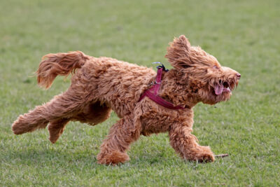 A goldendoodle sprinting around in an outdoor park