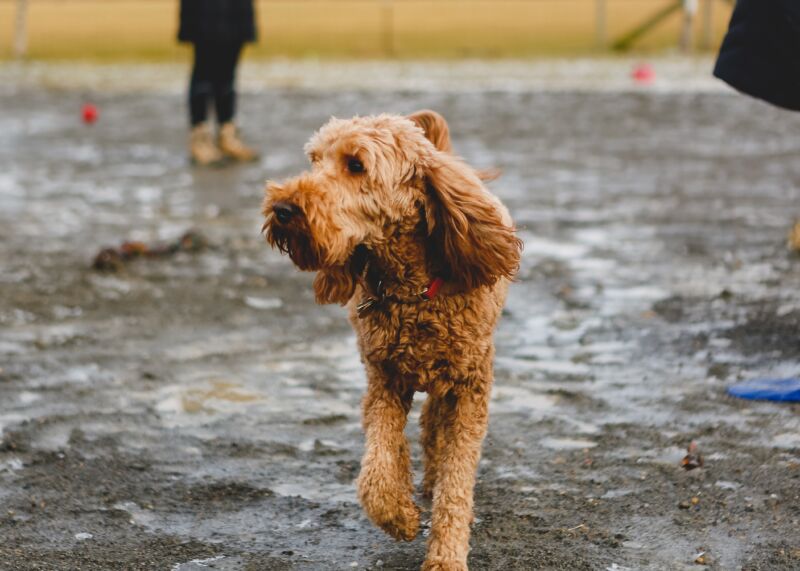 A non-shedding Doodle enjoying walking outside