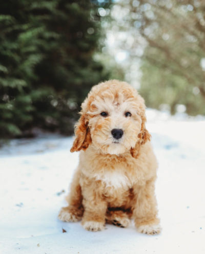preparing for a goldendoodle puppy - cute puppy sitting on the ground