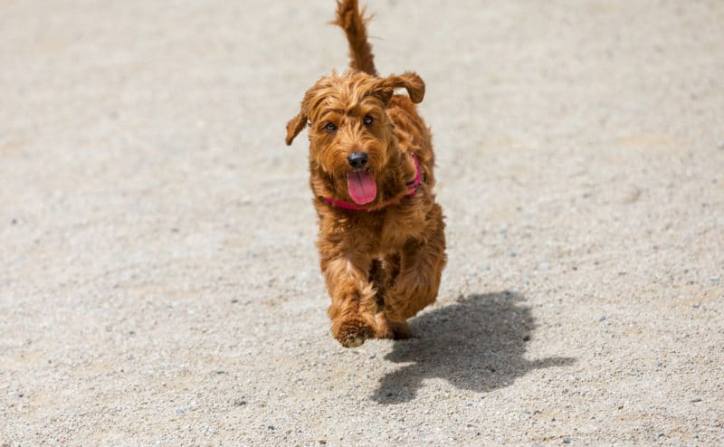 miniature golden doodle puppy on beach sand running towards the camera