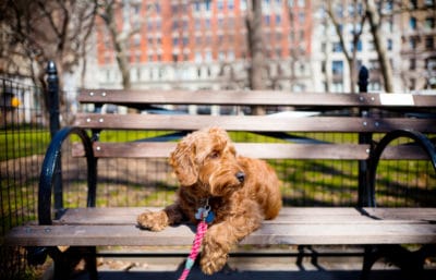 Puppy training tips from dog training expert - A miniature goldendoodle on park bench
