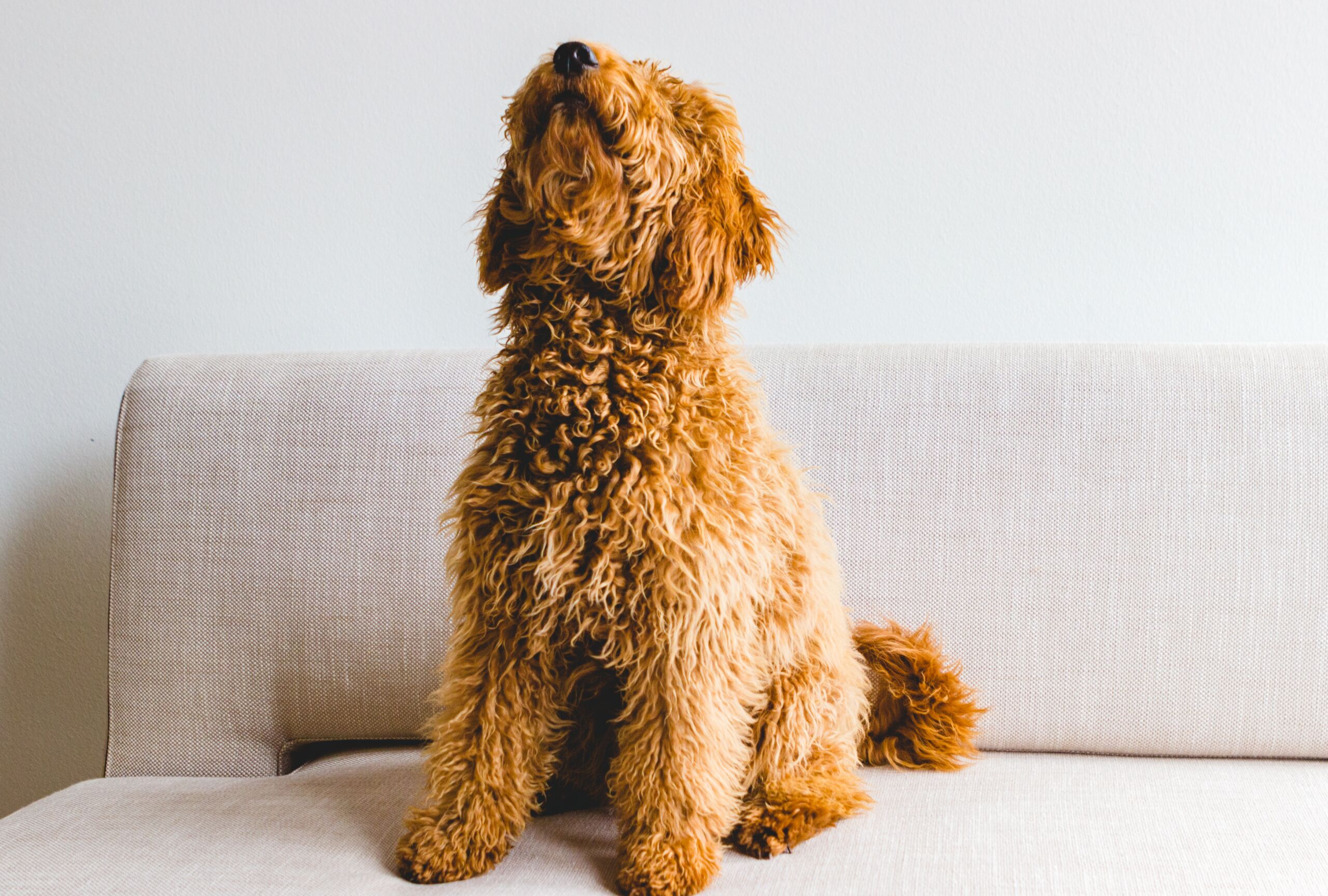 Dog barking on the couch