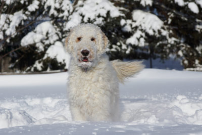 do goldendoodles like snow