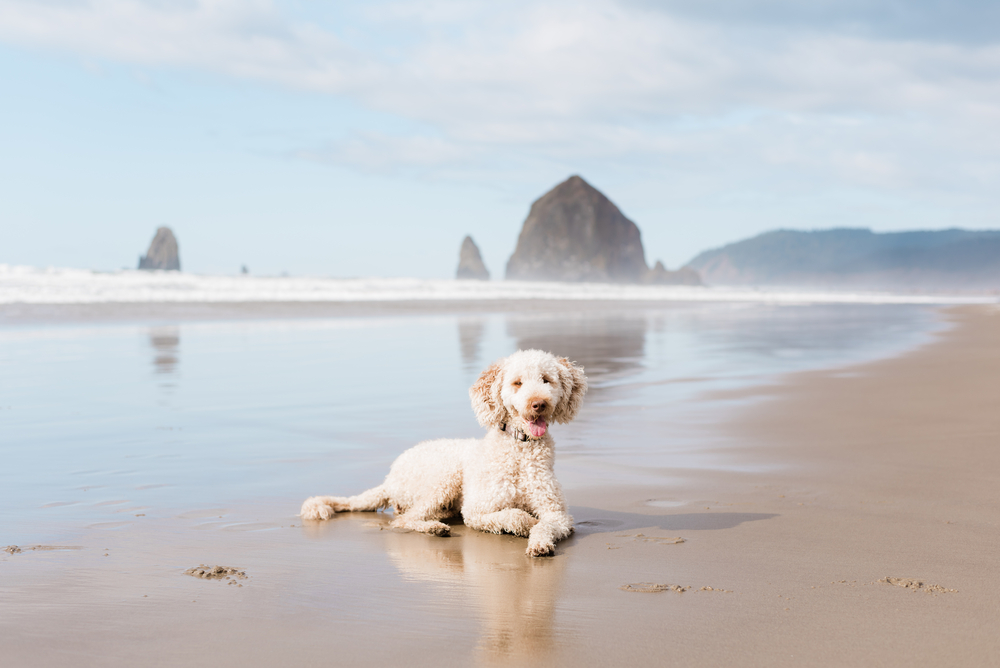 Do labradoodles like water featured image - happy labradoodle at the beach
