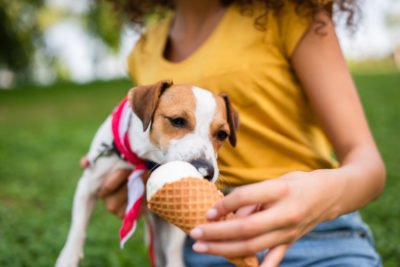 Which human foods can dogs eat concept image