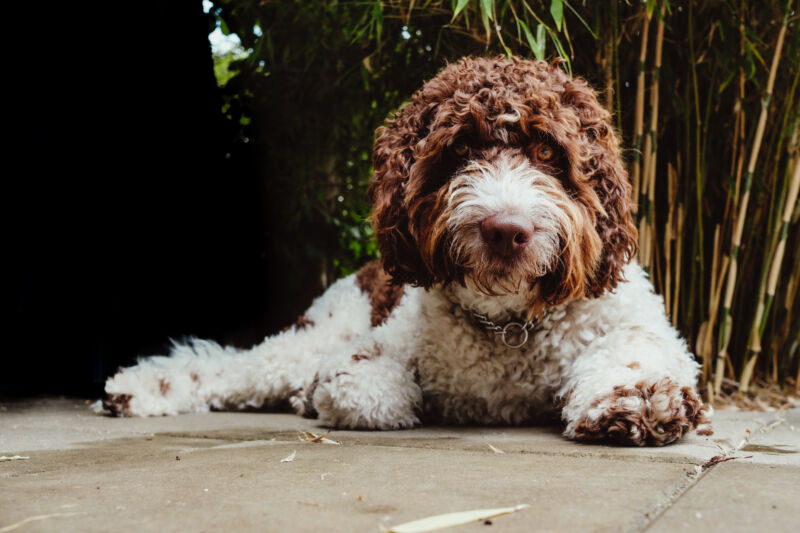 A multi-colored labradoodle lying on the ground