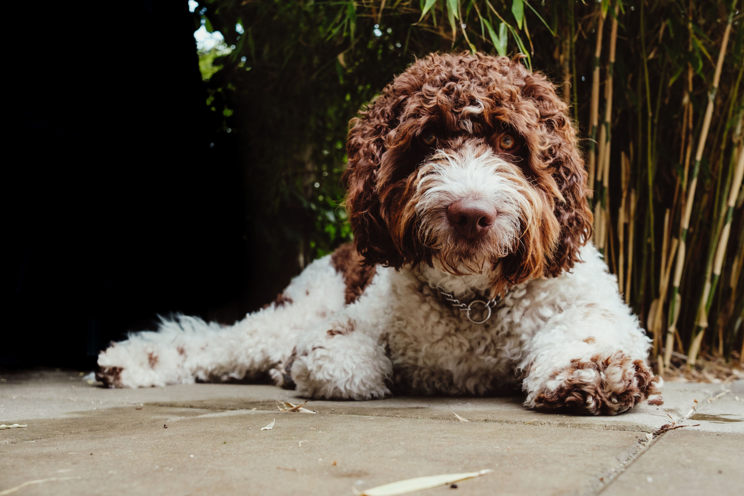 Labradoodles vs Cockapoos: Background, Size, Grooming, & Temperament