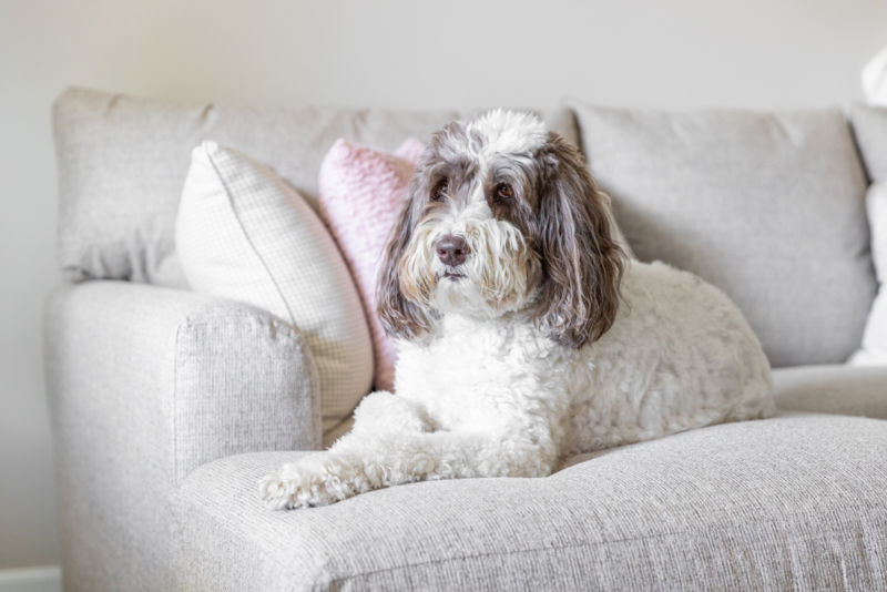 Cute white labradoodle puppy sitting on a sofa