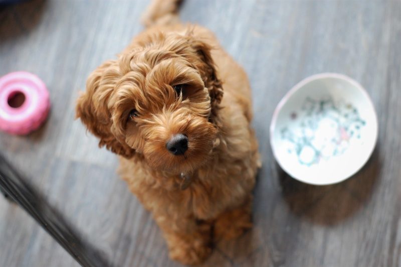 Kibble vs canned dog food - Labradoodle sitting next to empty food bowl