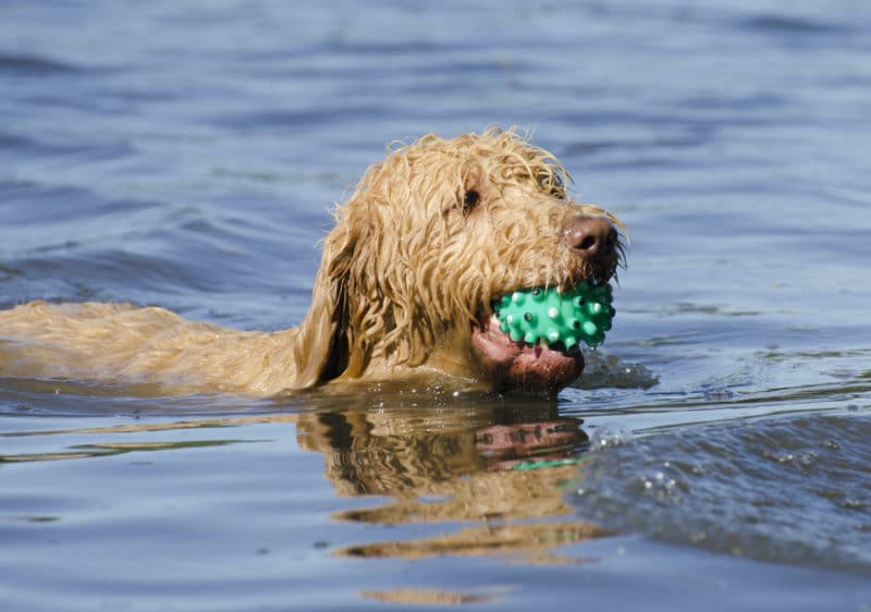 Labradoodle Swimming