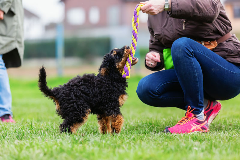 combat puppy depression with exercise and fun activities