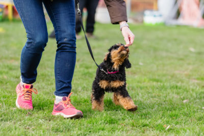 Dog trainer playing with a cockapoo