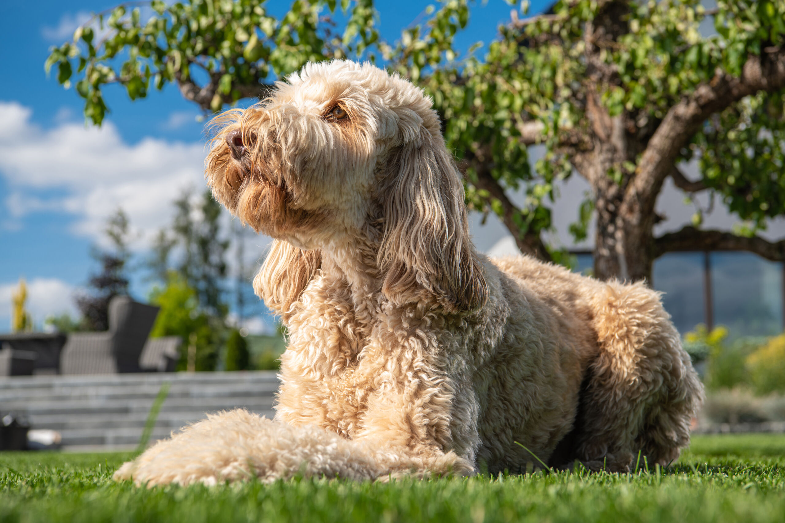 Doodle basking in the sun in a backyard