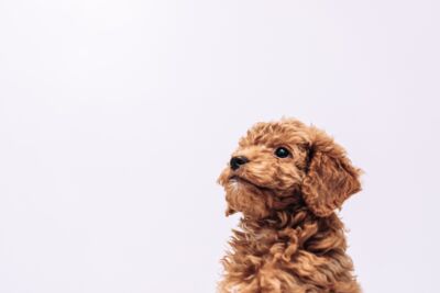 A goldendoodle puppy looking into the distance