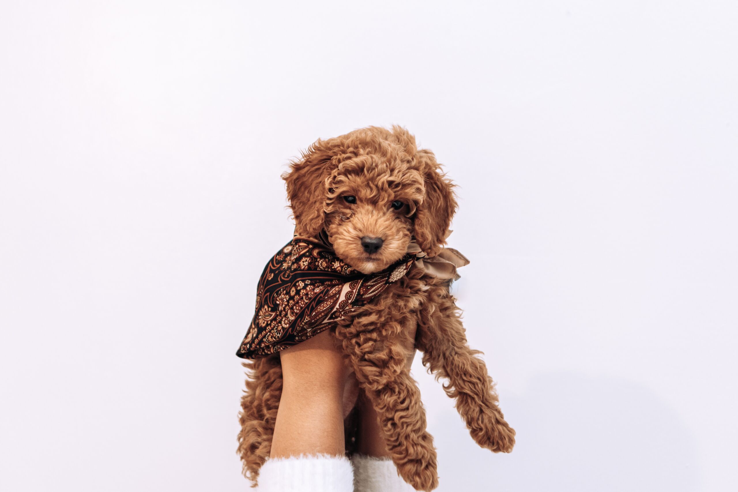 Goldendoodle And Labradoodle Training - Easy to Follow Guide