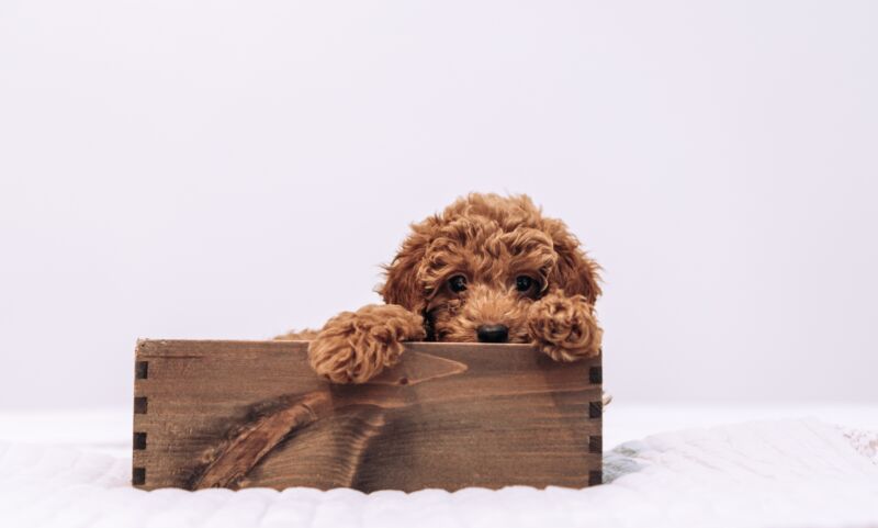 A goldendoodle puppy peeking out from a wooden box