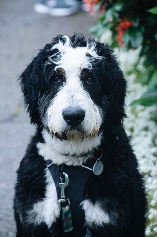 A bernedoodle looking lovingly at their owner while out for a walk