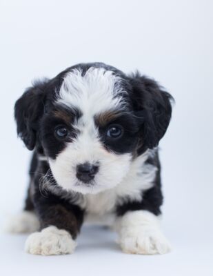 A Bernedoodle puppy