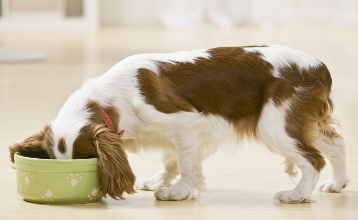 poor oral hygiene starts on dog's diet