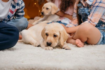 House training for puppy and adult dog