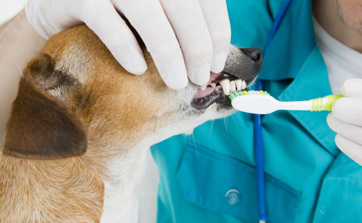 professional teeth brushing and cleaning