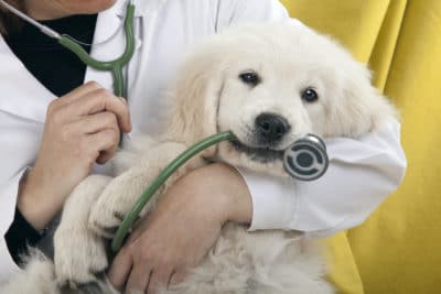 common puppy illnesses