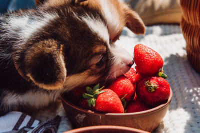 Raw meat vs semi moist dog food - dog eating from a bowl of fruits