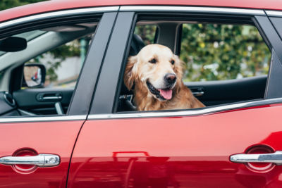 saflely transport a dog in the car