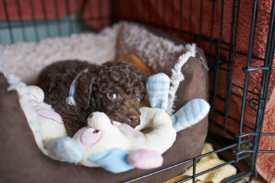 Use soothing scents to make puppies sleep - sleepy poodle