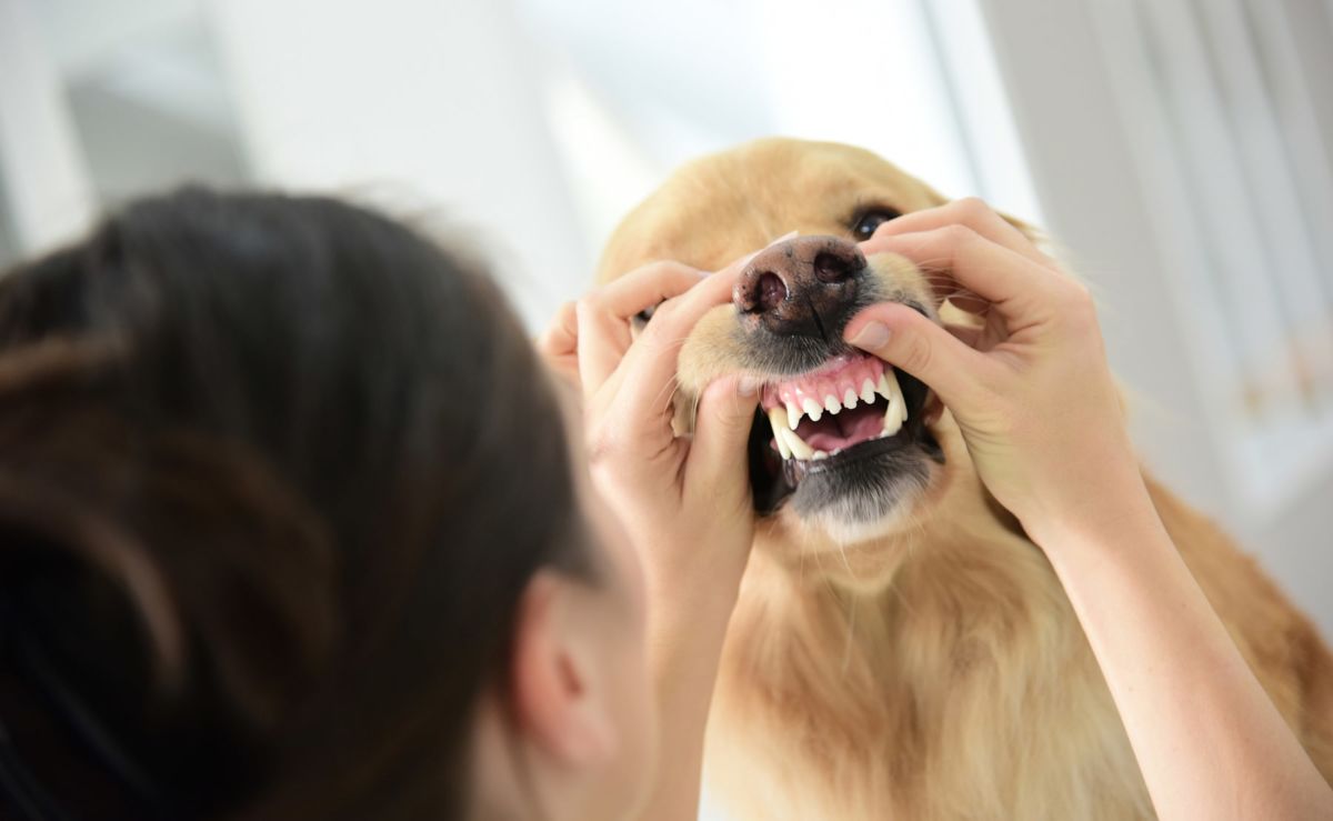 spray your dog's teeth