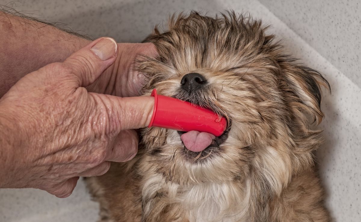 teeth brushed for good oral health