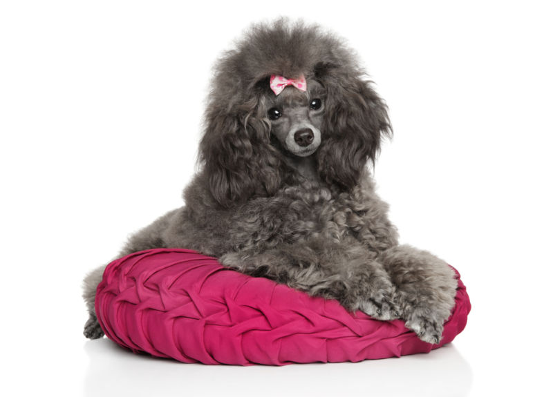 Toy poodle from reputable breeders