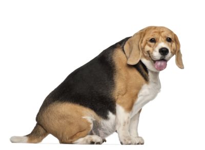 weight loss tips for overweight dogs