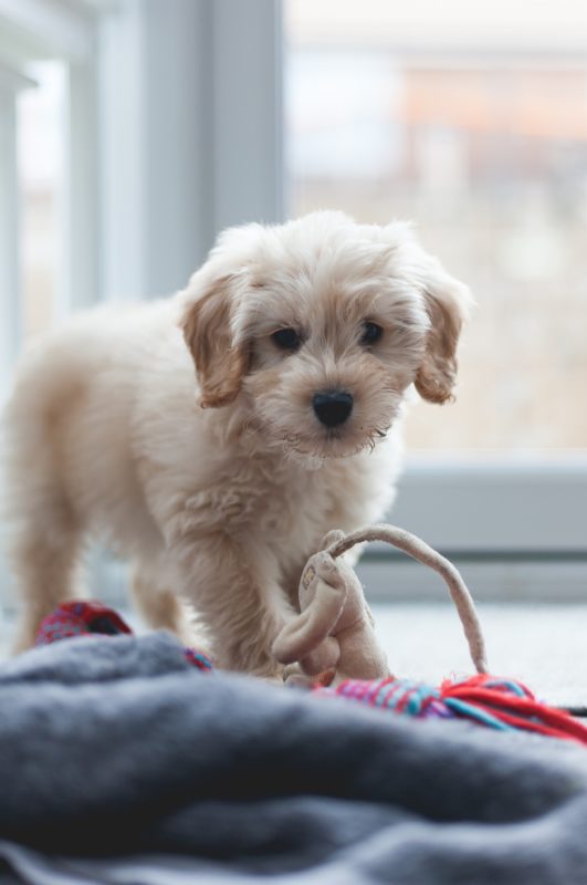 White cockapoo with dog toy