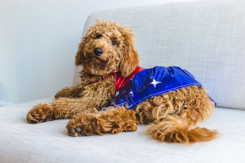 A goldendoodle wearing a wonder woman halloween costume
