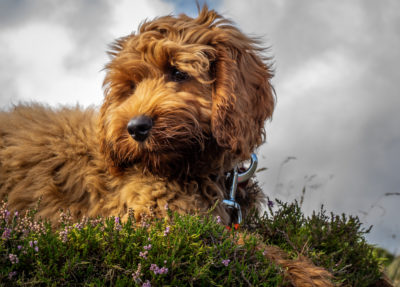 purebred dog and purebred poodle may have separation anxiety